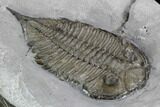Dalmanites Trilobite Fossil - New York #99080-2